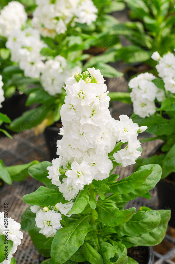 Hoary stock or matthiola incana flower with green leaves in the garden Hoary stock or matthiola incana flower with green leaves in the garden