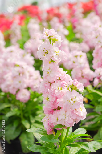 Hoary stock or matthiola incana flower with green leaves in the garden
