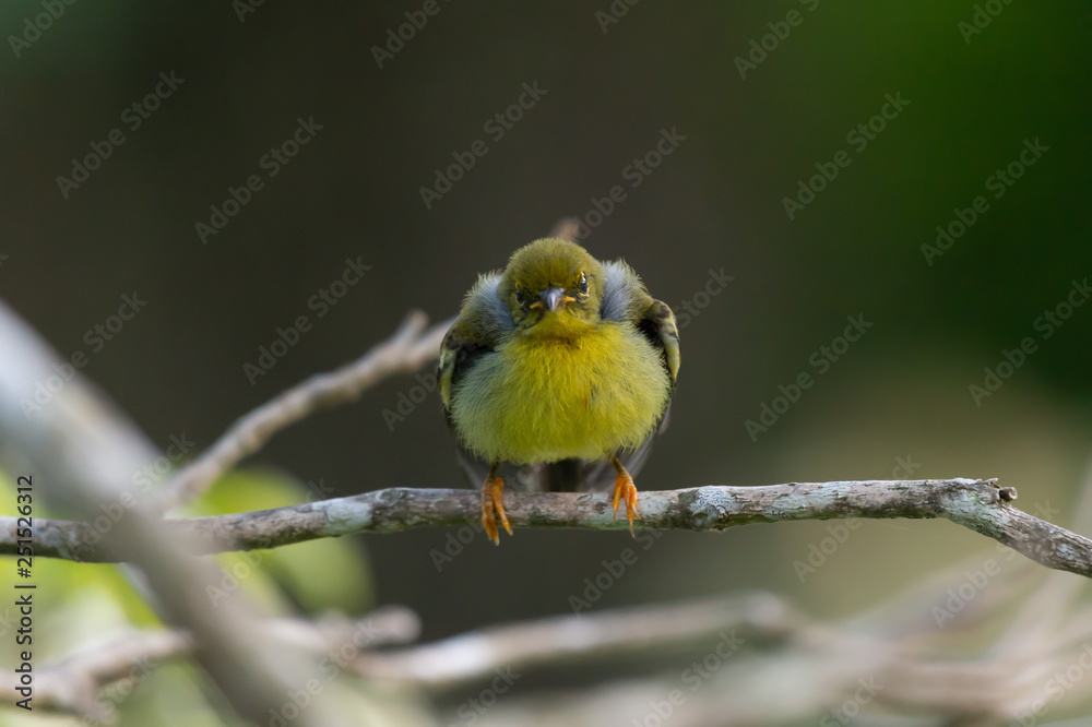 Closeup of Juvenile sunbird,front view..Cute Brown throated sunbird juvenile perching on branch looking at photographer with soft fluffy plumage.. Closeup of Juvenile sunbird,front view..Cute Brown throated sunbird juvenile perching on branch looking at photographer with soft fluffy plumage..