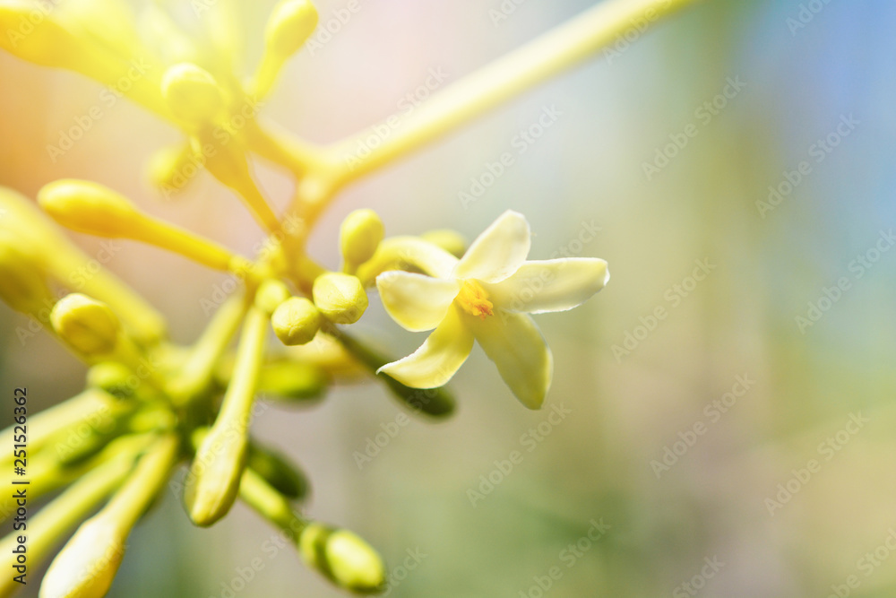Fototapeta premium Buds of flowers papaya blooming in the garden on papaya tree and blur background