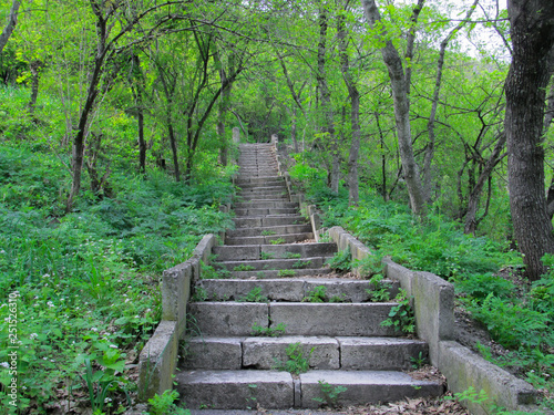 natural stone staircase rises in the spring fresh green forest