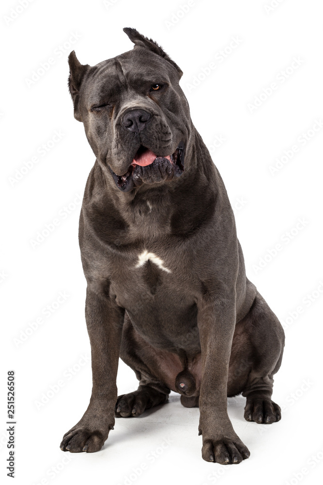 Cane Corso dog on white background Cane Corso dog on white background