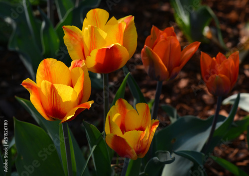 Tulip flower with green leaf background in garden. Group of colorful tulips by sunlight. Orange, red, yellow.