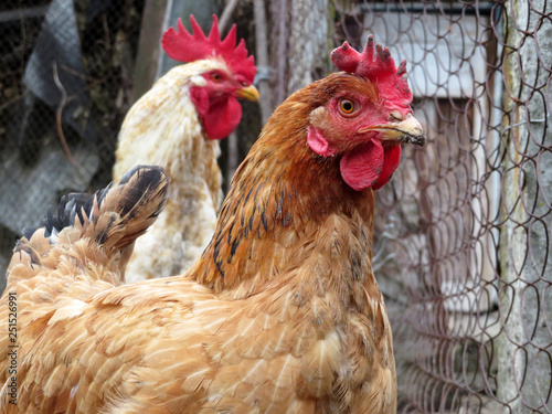 Chickens on the farm, selective focus. Brown domestic laying hen and white rooster in the coop © Oleg