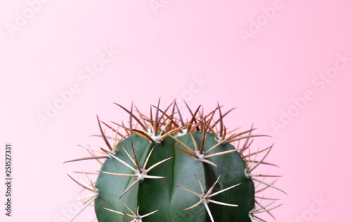 Green gymnocalycuim cactus on pastel pink background photo