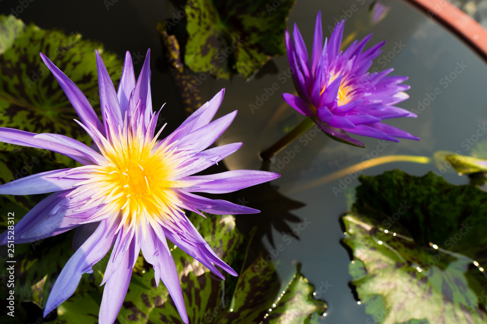 Lotus Flower Pollen pedal and leaf in water Pond Lotus Flower Pollen pedal and leaf in water Pond