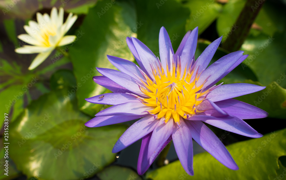 Lotus Flower Pollen pedal and leaf in water Pond Lotus Flower Pollen pedal and leaf in water Pond