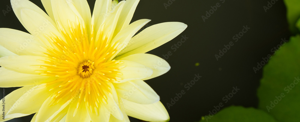 Lotus Flower Pollen pedal and leaf in water Pond Lotus Flower Pollen pedal and leaf in water Pond