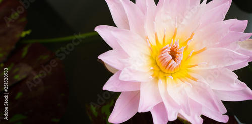 Lotus Flower Pollen pedal and leaf in water Pond