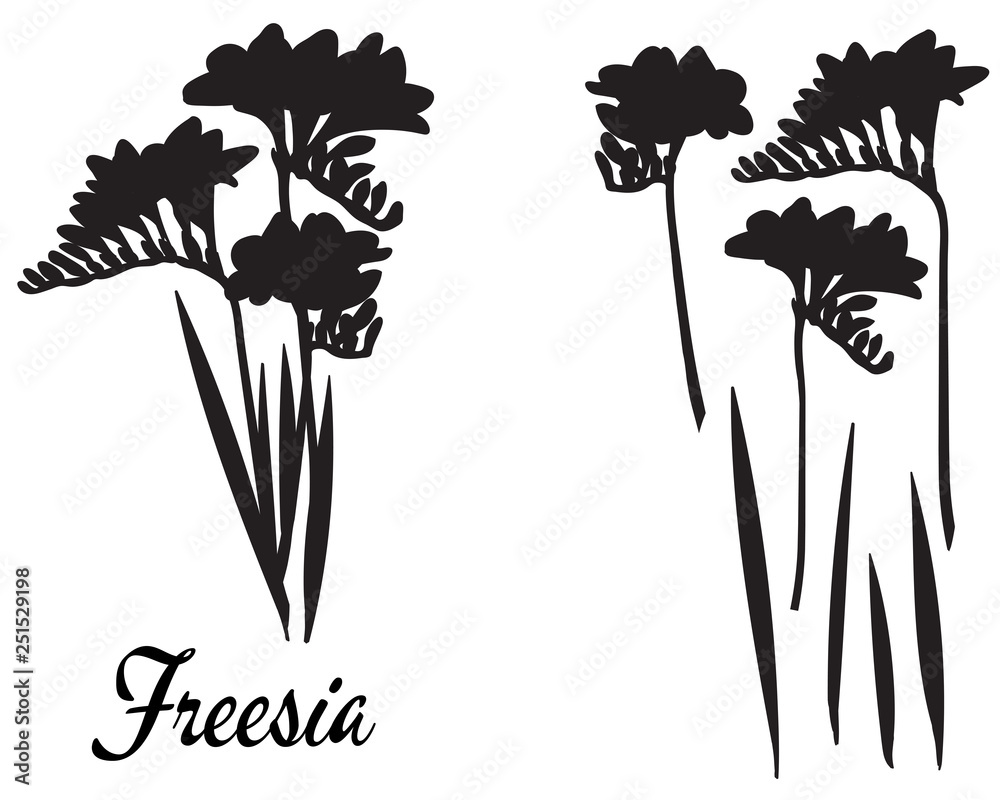 Plakat Freesia silhouette vector illustration. Bouquet of Freesias.