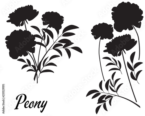 Peony silhouette vector illustration. Bouquet of Peony. 