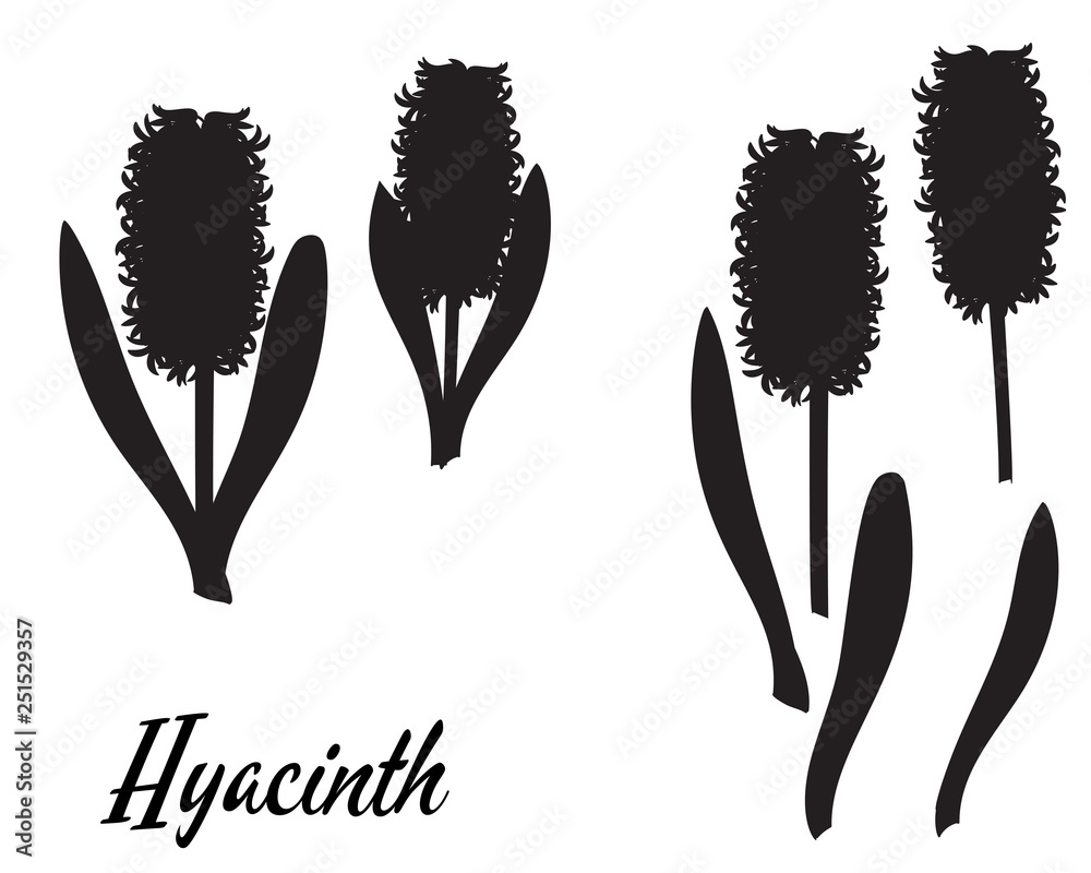 Plakat Silhouette of Hyacinth flower. Two hyacinths.