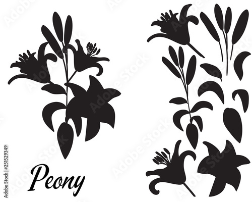 Fotografia Lilly silhouette vector illustration. Bouquet of Lillies.