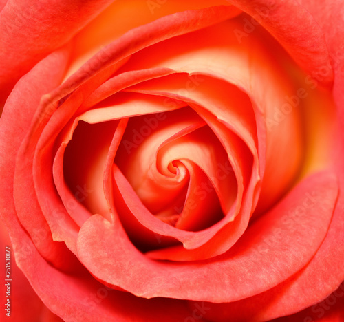 Vibrant fresh red rose close up. Rose head macro photo background. Template or mock up. Top view.