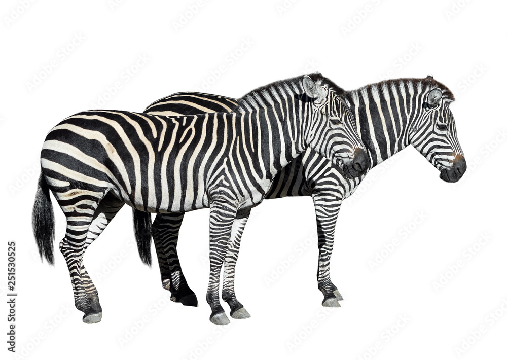 Fototapeta premium Young beautiful zebras isolated on white background.