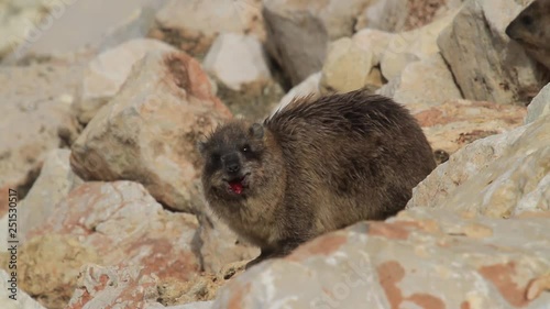 Rock hyrax Steady shot of Rock hyrax in Rosh hanikra Israel