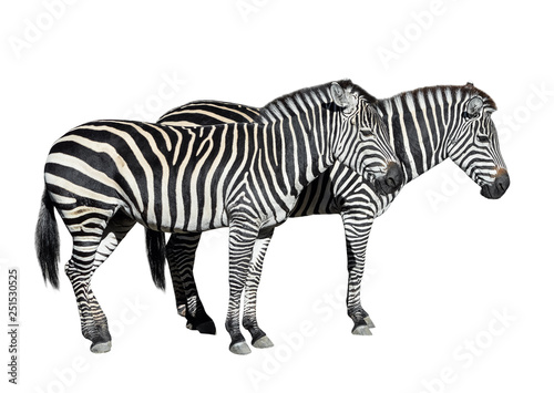 Young beautiful zebras isolated on white background.