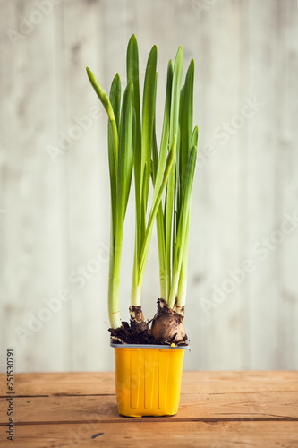 Green in yellow pot 