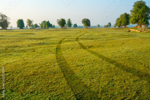 Wheel car line in green grass in morning time
