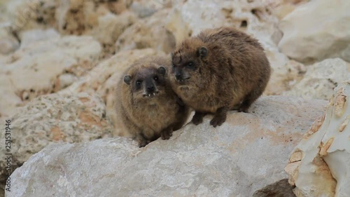 Rock hyrax Steady shot of Rock hyrax in Rosh hanikra Israel