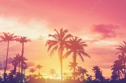 Fototapeta Naklejka Na Ścianę i Meble -  Copy space of tropical palm tree with sun light on sky background.