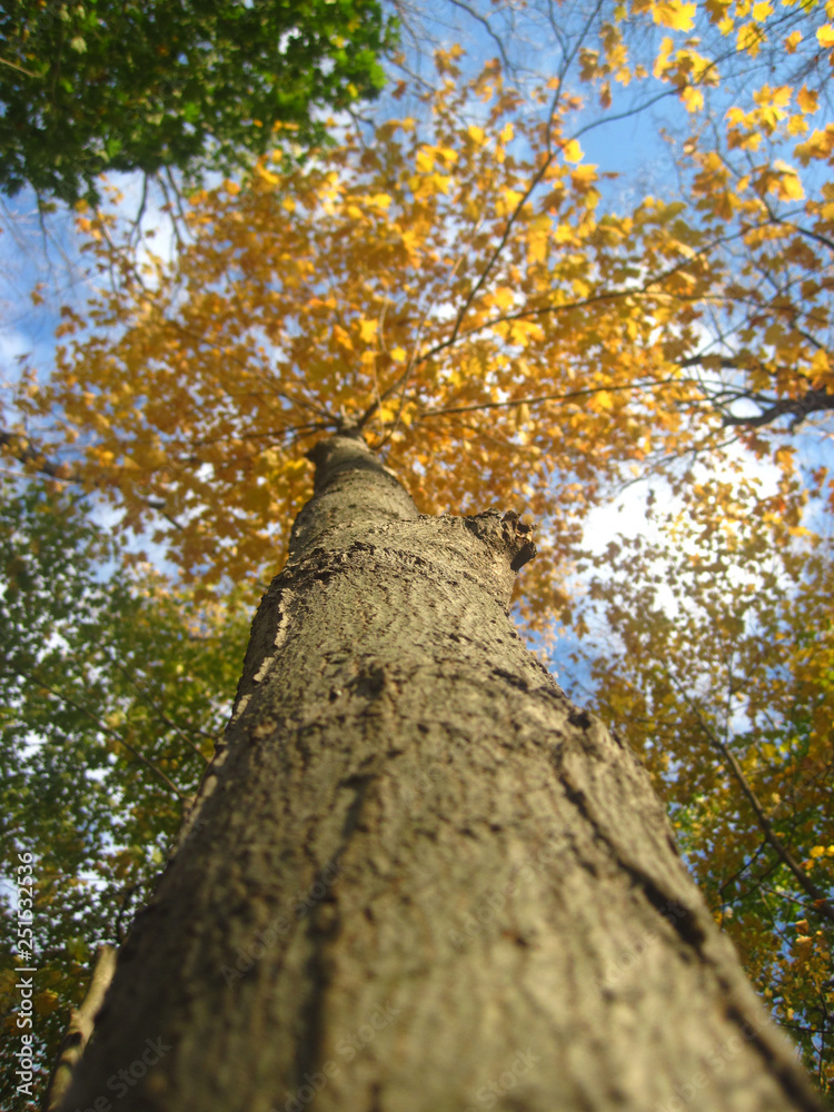 Fototapeta premium Autumn from Below
