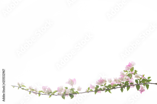 Bougainvilleas isolated on white background. © krsprs