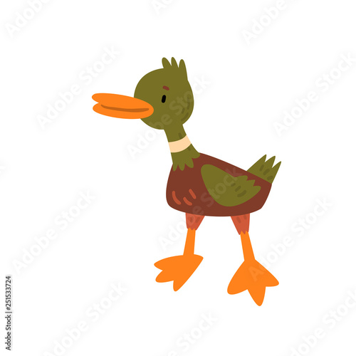 Foto Male Mallard Duckling Cartoon Character Vector Illustration