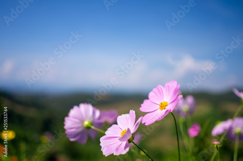Copy space of flower on blue sky and white cloud background. © tonktiti