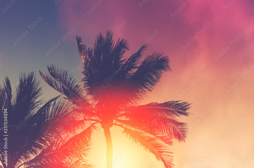 Obraz Skopiuj miejsca tropikalne palmy ze światłem słońca na tle nieba.