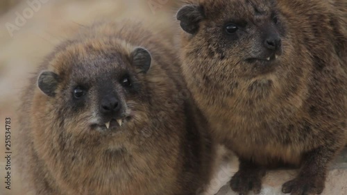 Rock hyrax Steady shot of Rock hyrax in Rosh hanikra Israel