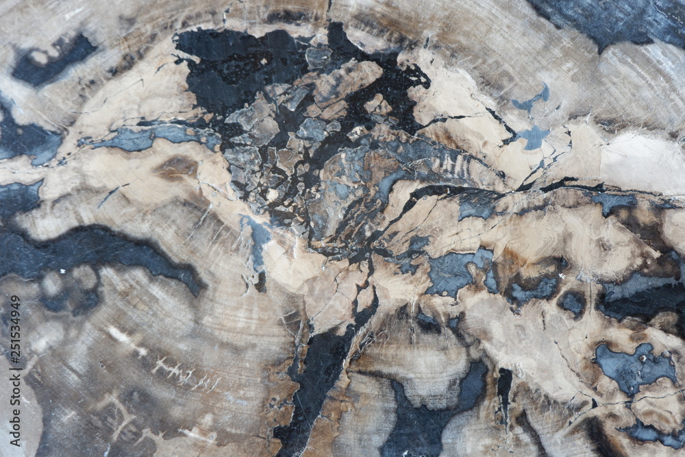 textures from fossilized wood textures from fossilized wood