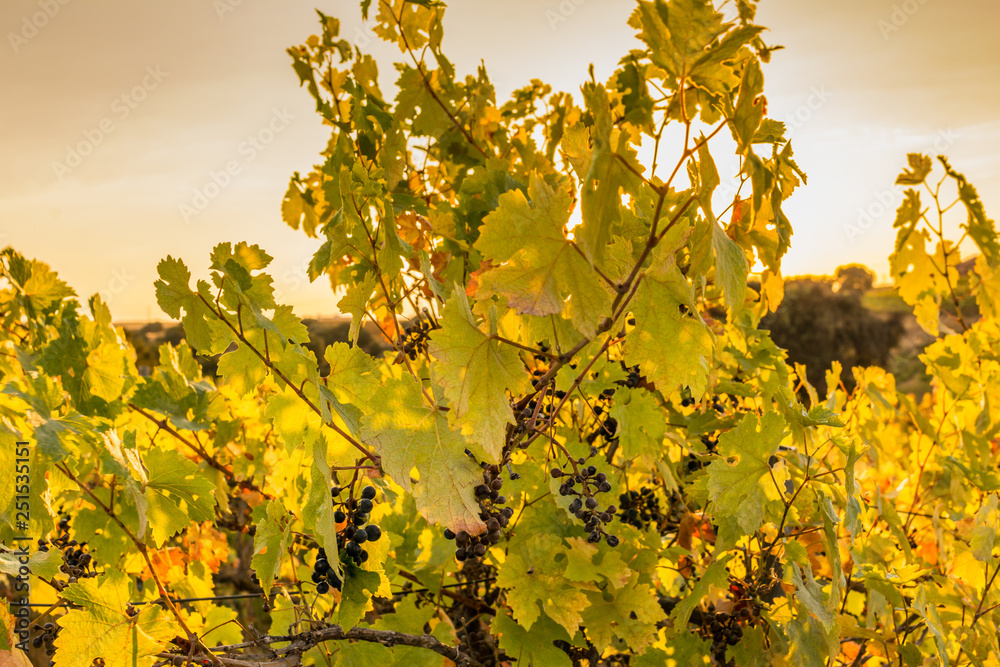 The vineyards in the district of Nieva (Segovia, Spain) date from the 12th century. White wines of the highest quality grapes, belonging to Rueda Designation of Origin Wine