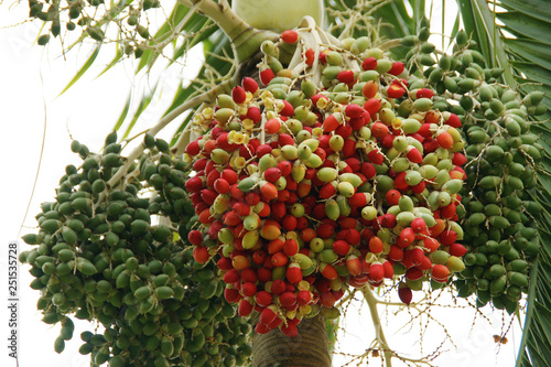 Fruit of Lipstick palm, or Sealing-wax palm, or Raja palm (cyrtostachys renda) photo