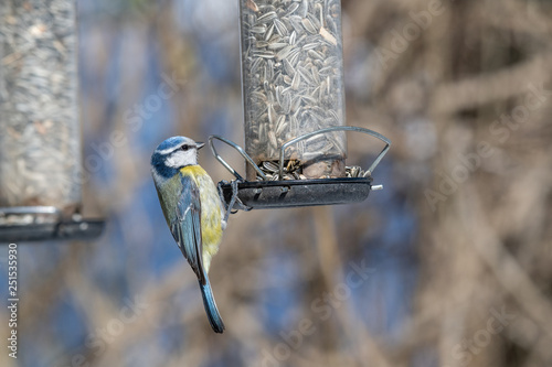 Blue tit (Cyanistes caeruleus or Parus caeruleus) Wildlife photo