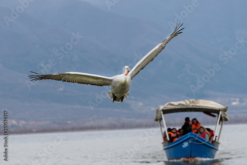 Dalmatian pelican (Pelecanus crispus) Wildlife in natural habitat © popovj2