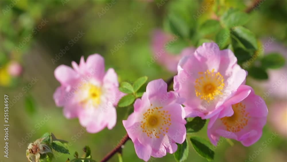 Dog rose bush in the wind Dog rose bush in the wind