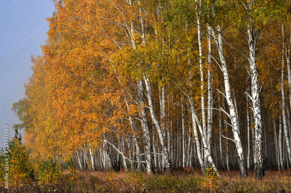 Fototapeta premium In autumn forest. In September, the first frosts begin in the Urals. In the morning frost appears on the grass and leaves. And in the afternoon in Sunny weather it is warm as in summer.