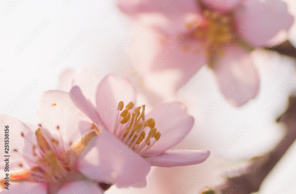 Close up of almond tree pink flower