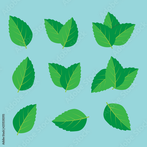 Fresh mint leaf. Mint leaves vector logo © 3dwithlove