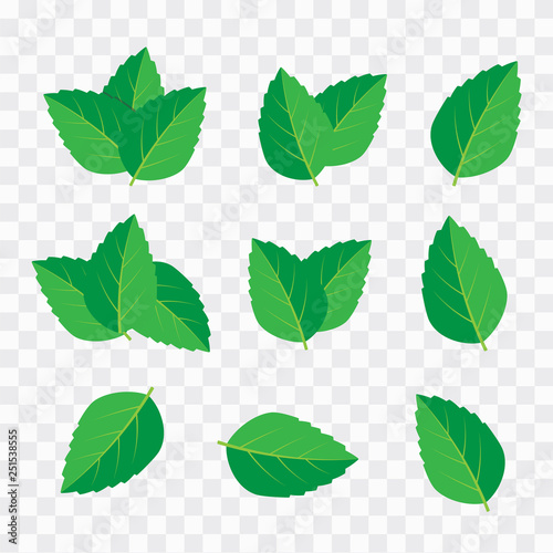 Vector menthol healthy aroma. Mint leaves vector logo