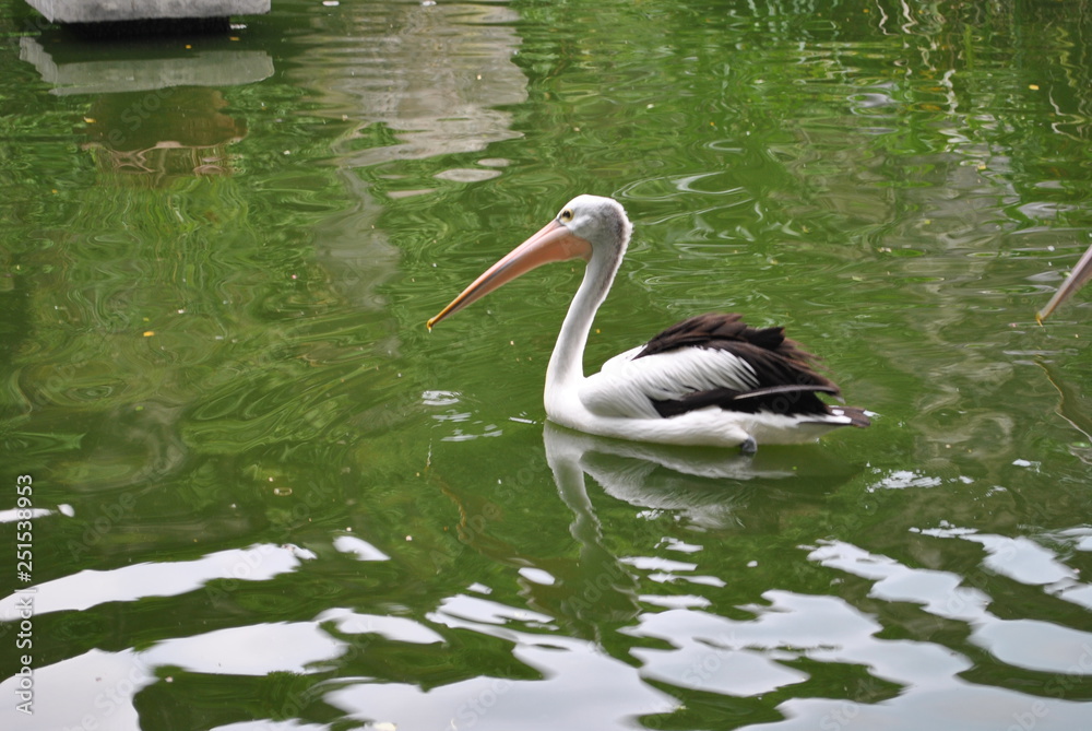 black-winged pelicans swimming in the zoo pool in the afternoon. black-winged pelicans swimming in the zoo pool in the afternoon.