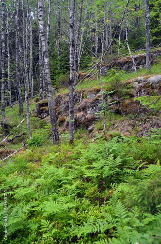 Forest on a summer day in Central Norway