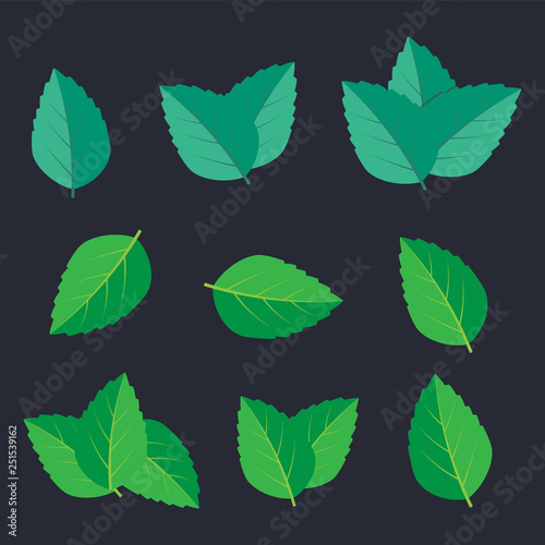 Mint leaves vector logo. Mint leaf vector illustration