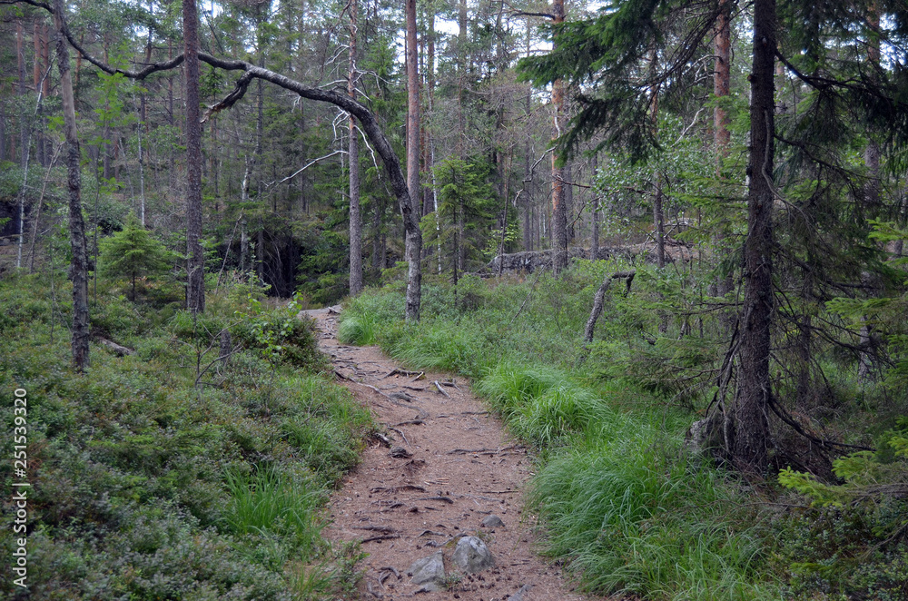 Fototapeta premium Forest on a summer day in Central Norway