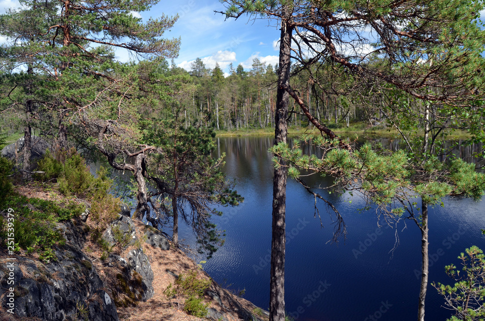 Forest on a summer day in Central Norway