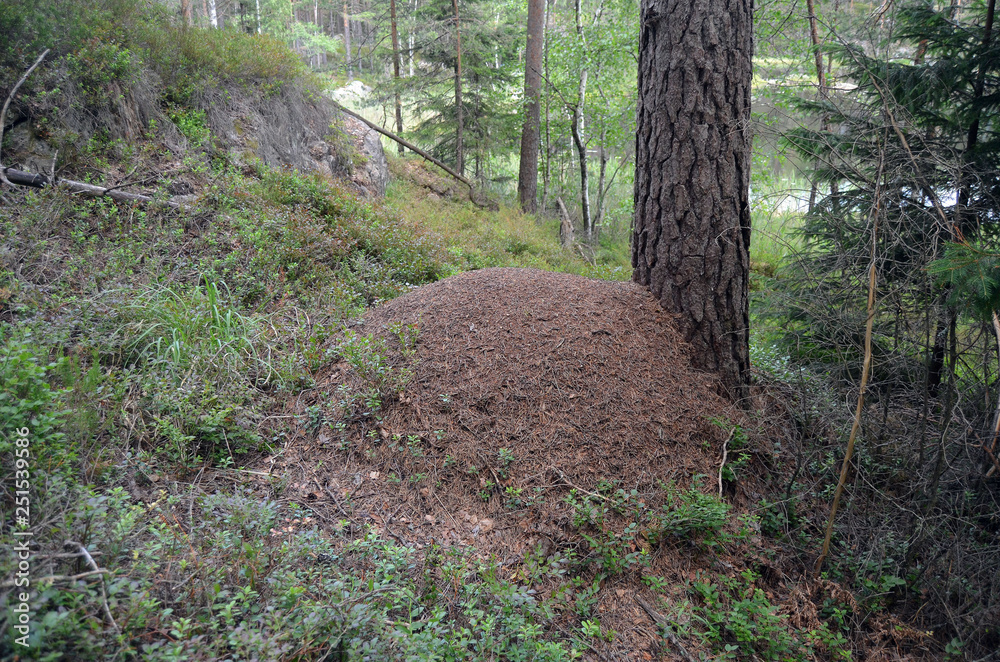 Fototapeta premium Forest on a summer day in Central Norway