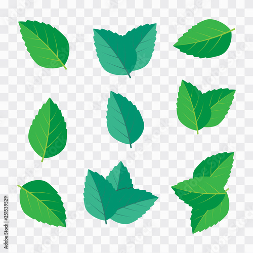 Mint leaf vector illustration. Leaf herbal spearmint plant