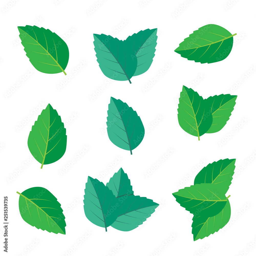 Fresh green tea sprig and mint leaves. Mint leaves vector logo Fresh green tea sprig and mint leaves. Mint leaves vector logo