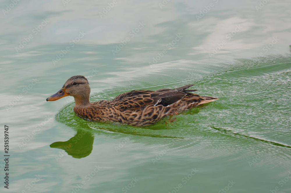 Fototapeta premium duck, lake, water, pond, ducks, northern, nature, beauty, summer, background, white, colorful, spring, wildlife, bird, river, billed, beautiful, green, swimming, color